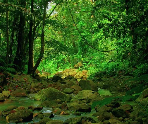 Lush green forest with moss-covered rocks and flowing stream in natural woodland setting.